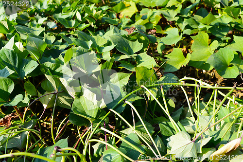 Image of Green sweet potato leaves 