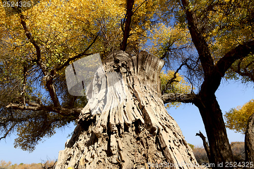 Image of Golden trees in autumn