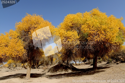 Image of Golden trees in autumn