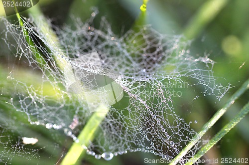 Image of Drops of dew on  spider web in the grass