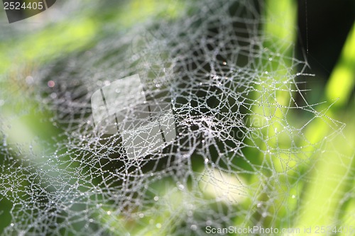 Image of Drops rosyna wide web in the grass