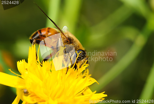 Image of Bee on yellow flower.