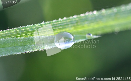 Image of A drop of dew on a blade of grass