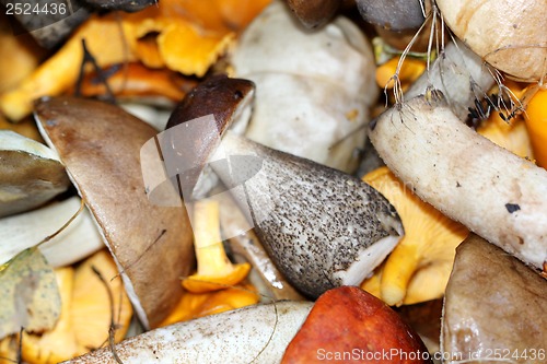 Image of White boletus mushrooms and chanterelles