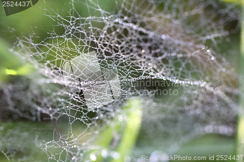 Image of Drops of dew on  spider web in the grass