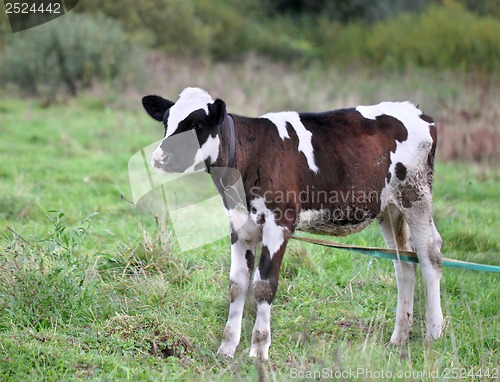 Image of A young bull standing in a field