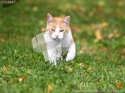 Image of Portrait of a beautiful red cat