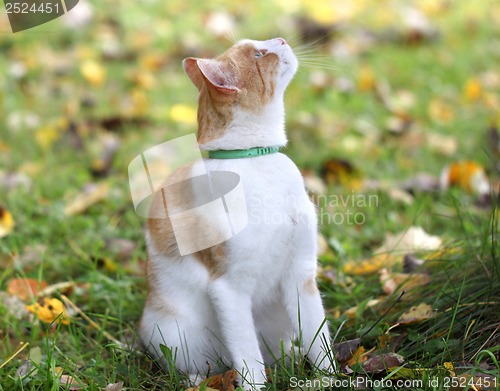 Image of Portrait of a beautiful red cat