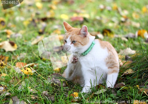 Image of Cat paw scratched in the grass