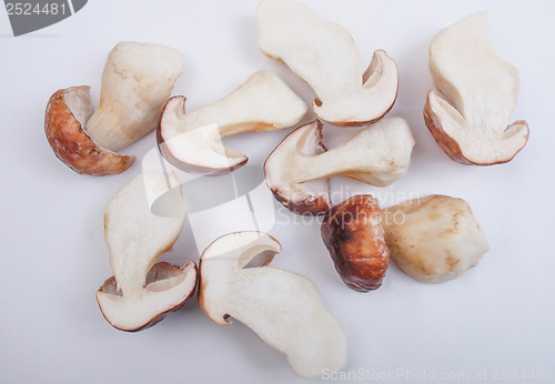Image of Porcini Mushroom