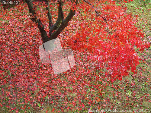 Image of Canarian maple tree