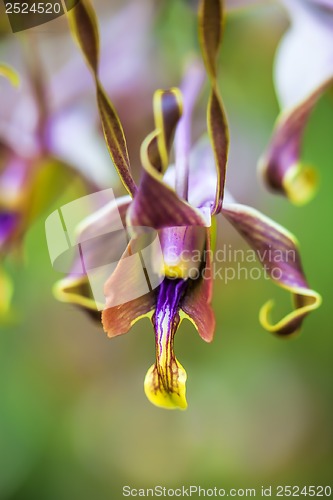 Image of Orchid in bloom