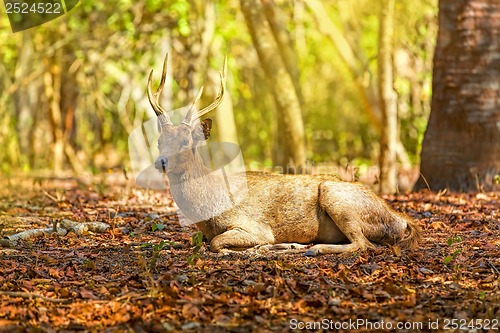 Image of Komodo Deer