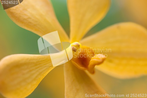 Image of Orchid in bloom