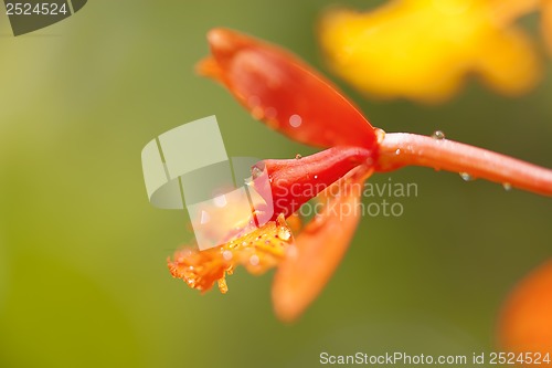 Image of Orchid in bloom