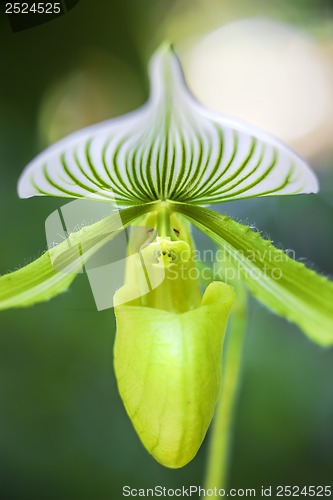 Image of Orchid in bloom