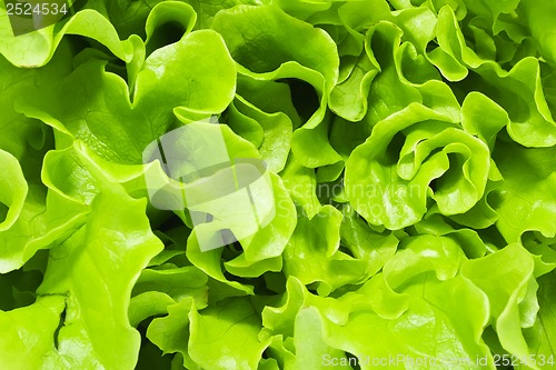 Image of Lettuce