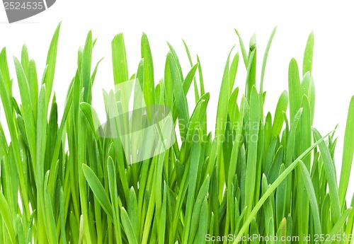 Image of Green grass