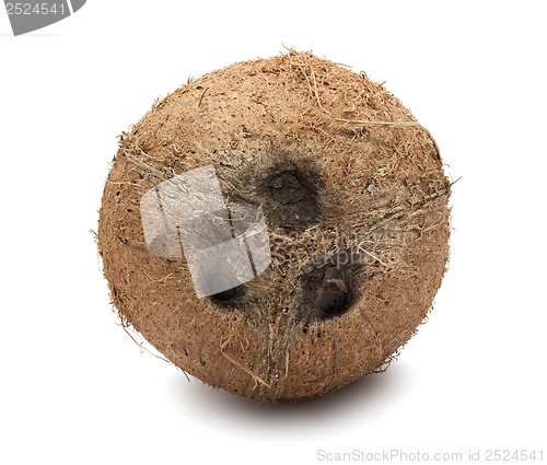 Image of Coconut