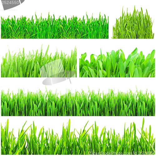 Image of Green grass