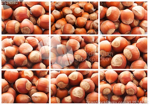 Image of Hazelnuts or filbert nuts