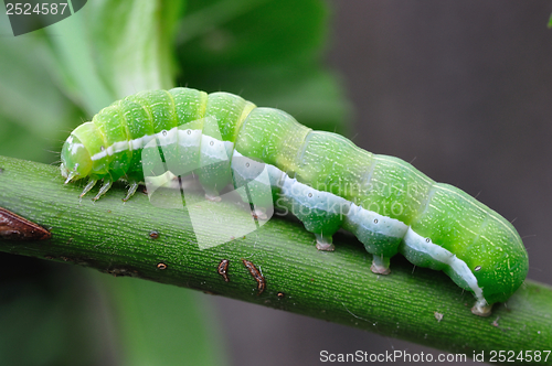 Image of Green Caterpillar