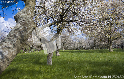 Image of sakura garden