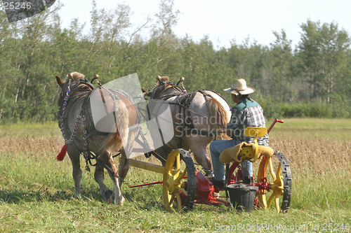 Image of team of horses