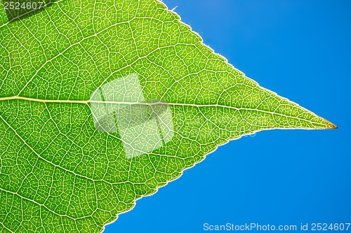 Image of Green leaf