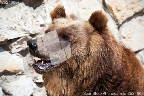 Image of Bear