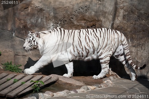 Image of White Tiger