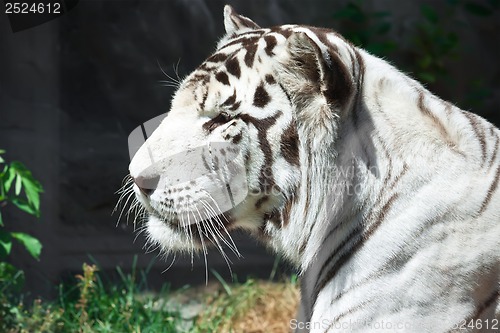 Image of White Tiger