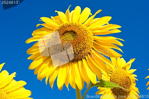Image of Sunflower
