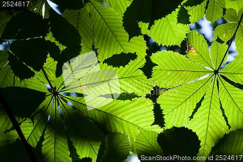 Image of Leaves background