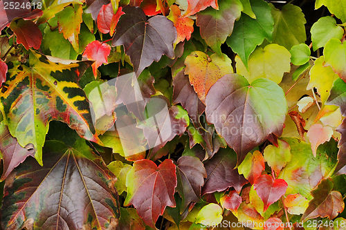 Image of Autumn leaves background