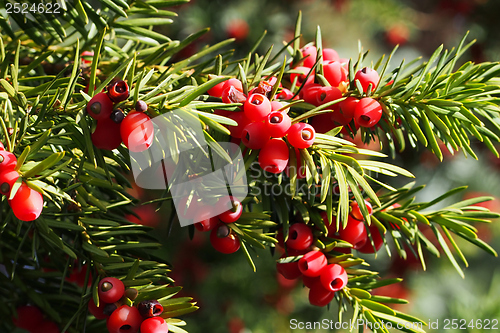 Image of Yew branch with berries