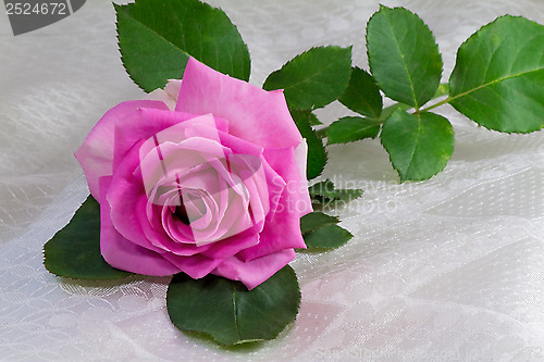 Image of Flower bright pink rose with the leaves on the background of whi