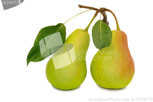 Image of Two large pears on a white background