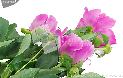 Image of Flowers and flower buds of peonies at white background.