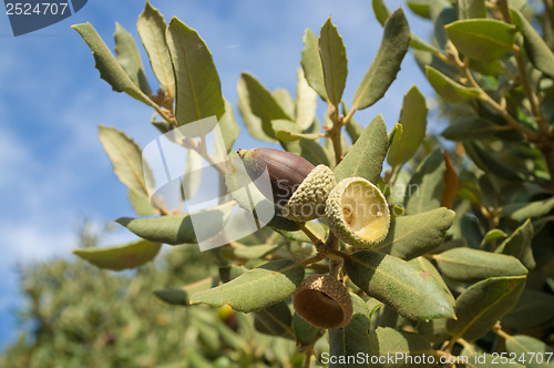 Image of Acorn