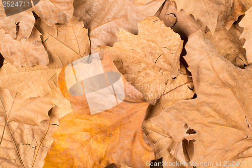 Image of Autumn leaves