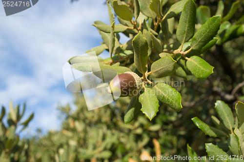 Image of Acorn