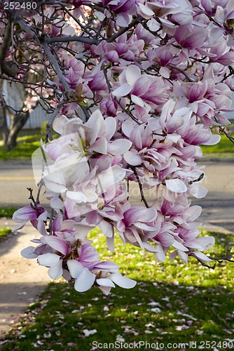 Image of Spring Flowers