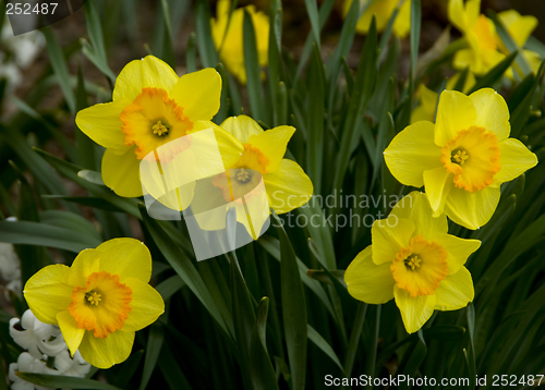 Image of Daffodils
