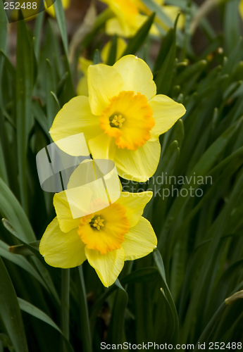 Image of Daffodils