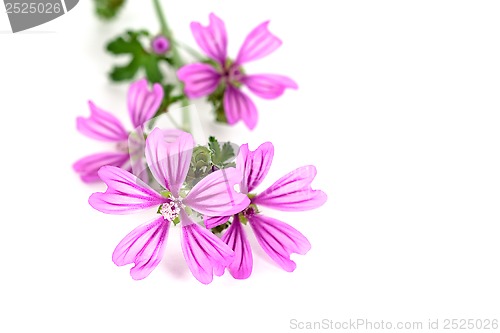 Image of wild violet flowers 