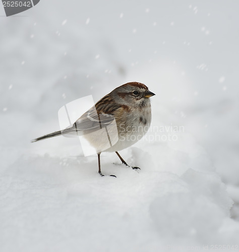 Image of Sparrow In Snow