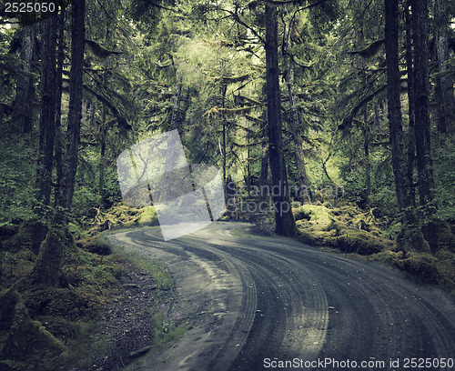 Image of Rain Forest With A Dirt Road