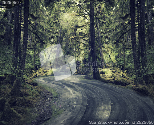 Image of Rain Forest With A Dirt Road