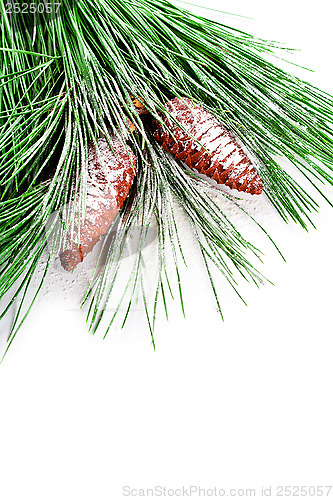 Image of fir tree branch with pinecones